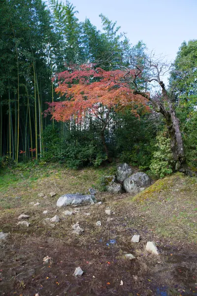 林の紅葉 — ストック写真