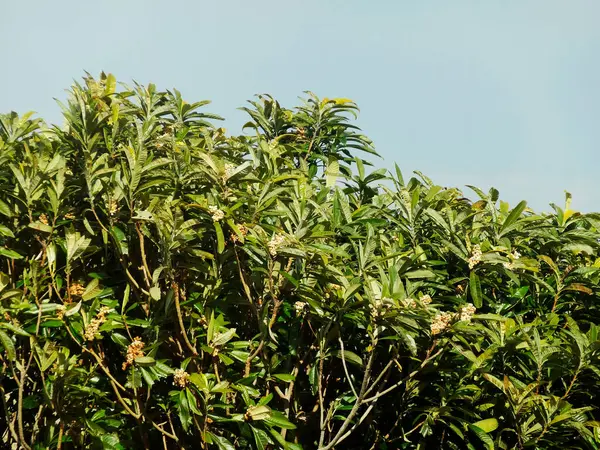 Berrak mavi gökyüzünün altında yemyeşil yapraklar