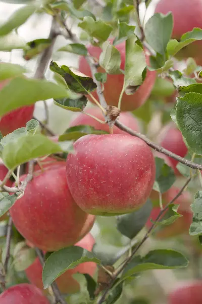 红苹果挂在花园里的树上 — 图库照片