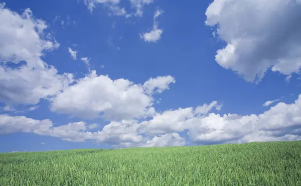 Campo Verde Bajo Cielo Azul Con Nubes Fondo Naturaleza — Foto de Stock