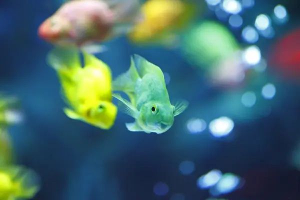 Mooie Vissen Aquarium Achtergrond Close — Stockfoto