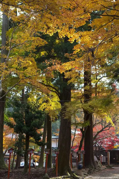 Mooie Esdoorn Bladeren Herfst Japan — Stockfoto