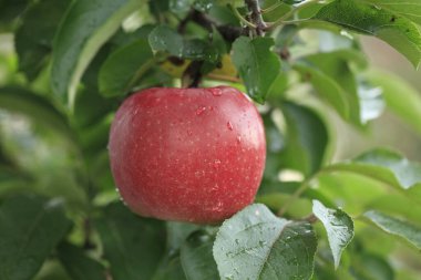 Bahçedeki organik kırmızı elmanın yakın plan görüntüsü.                                              