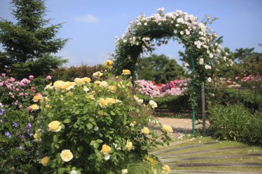 Parkın güzel bahçesi.