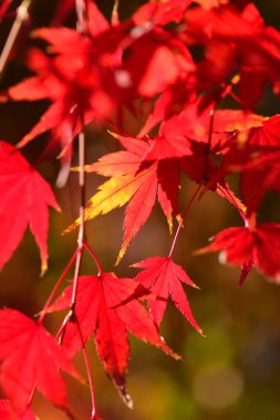 Sonbahar yaprakları, sonbahar bitkileri