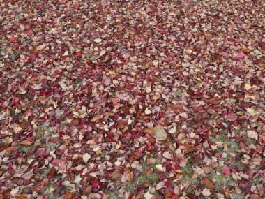 Sonbahar mevsiminde yere düşen parlak yapraklar.               