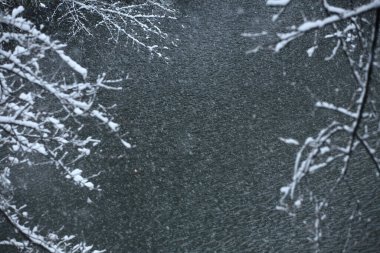 Ağaç dallarında kar ve kışın parkta göl      