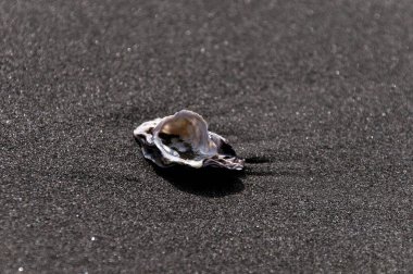 Kumsalda küçük deniz kabukları