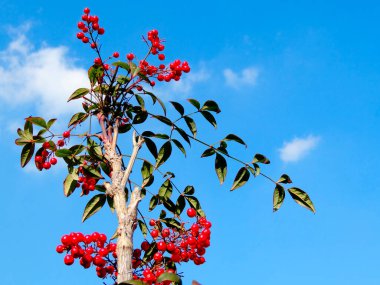 Mavi gökyüzü arka planında kırmızı rowan üzümü