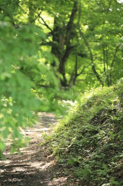 Baharda yeşil orman doğanın arka planında