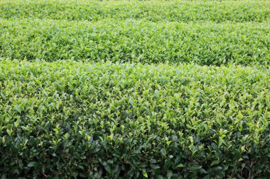 Sabahları çay tarlaları.