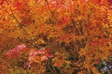 Parkta kırmızı sonbahar yeşilliği