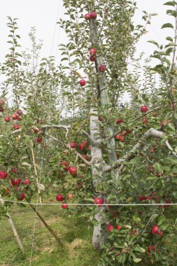 Elma ağacında elmalar