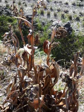 Tarladaki kuru mısırları kapatın.