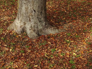 Sonbahar ormanı, devrilmiş ağaç, yerde sarı yapraklar.
