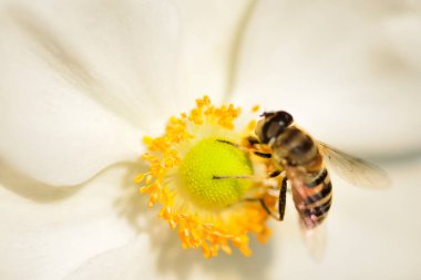 Beyaz çiçekte oturan arı, makro fotoğrafçılık