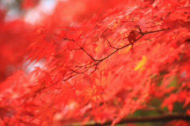 Sonbahar yaprakları, sonbahar bitkileri