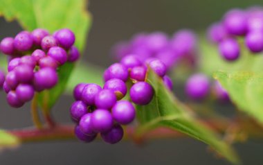 Mor böğürtlen ve dallarında yeşil yapraklar olan manzarayı kapat