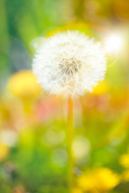 Karahindiba tohumları tarlada, yakın. 