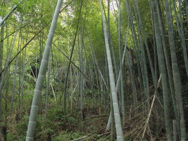 Bambu ormanı, Japon doğası.
