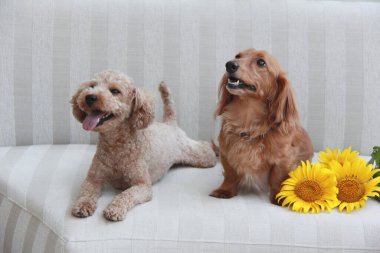 İçerideki iki komik köpeğin portresi. 