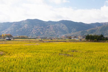 Pirinç tarlası ve dağları olan güzel bir manzara.