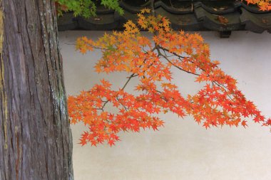 Güzel renkli sonbahar yaprakları ve eski duvar dokusu    