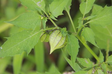 yeşil yapraklar, bitkiler ve yapraklar