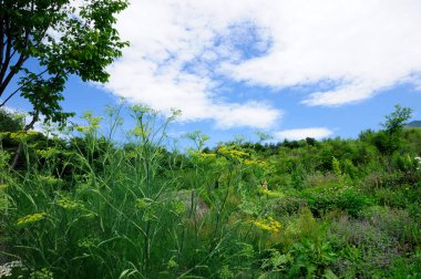 Yeşil çayır ve ağaçların manzarası