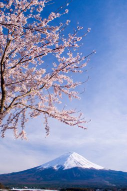 Japonya 'da güzel kiraz çiçekleri ve Fuji Dağı