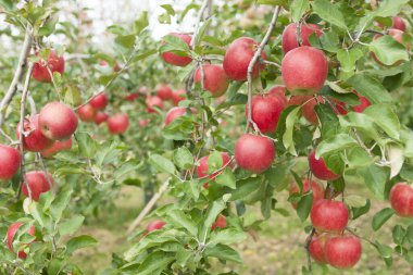 Bahçede bir ağaçta olgun kırmızı elmalar       