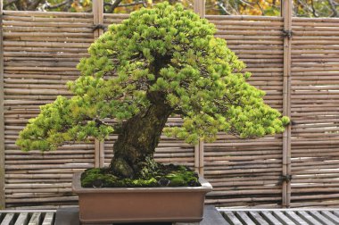 Tahta arka planda saksıda bonsai var.