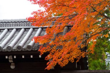 Japon bahçesinde renkli yaprakları olan güzel sonbahar manzarası  