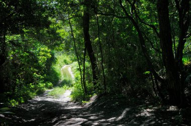 Ormandaki tropikal orman ve orman