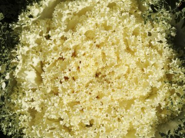 Kamome Sarı Çiçekli Lahana 'nın yakınında.