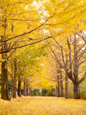 Parkta sarı ağaçlar olan sonbahar manzarası    