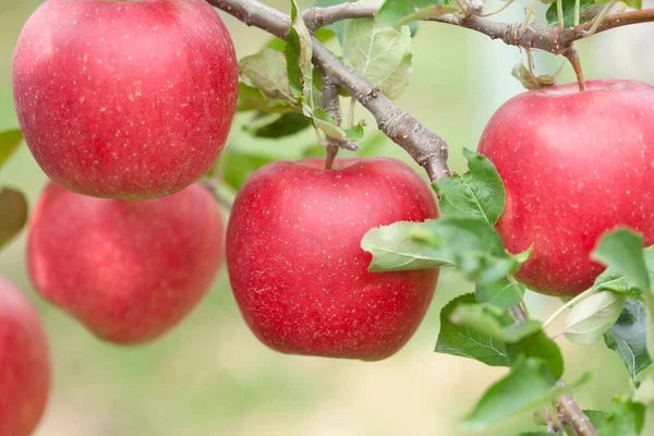 Manzanas Rojas Maduras Árbol Jardín —  Fotos de Stock