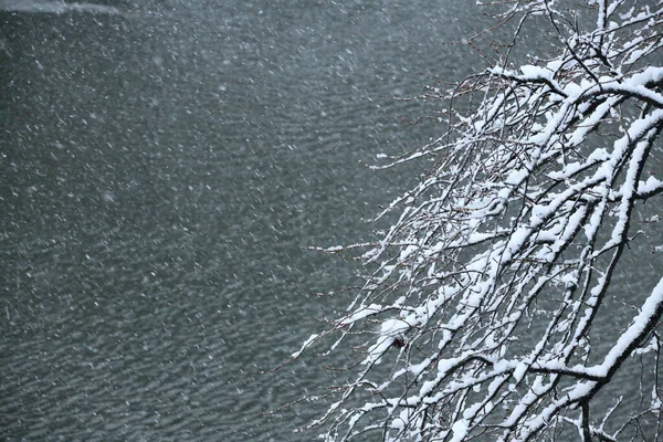 Winterlandschaft Mit Schneebedeckten Bäumen Und See — Stockfoto