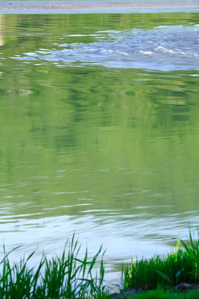 緑の草と水面 — ストック写真
