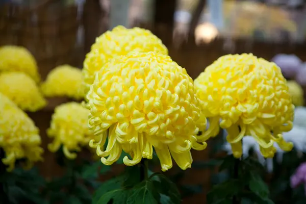 Χρυσάνθεμο Κίτρινα Χρυσάνθεμο Λουλούδια Όμορφα Λουλούδια — Φωτογραφία Αρχείου