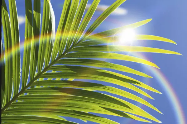 Palmblad Met Regenboog — Stockfoto
