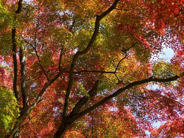 Renkli Akça Ağaç Güz — Stok fotoğraf