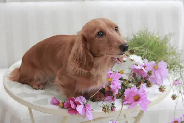花園の美しい小さな犬 — ストック写真