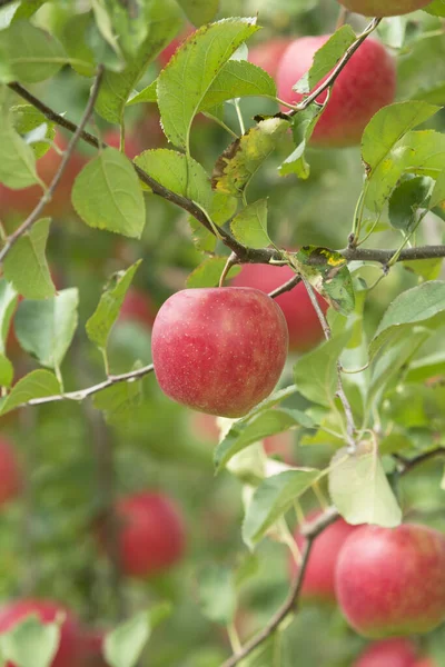 成熟的红苹果在花园里的枝头上 — 图库照片