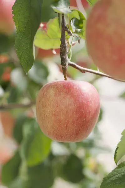 花园里树上成熟的红苹果 — 图库照片