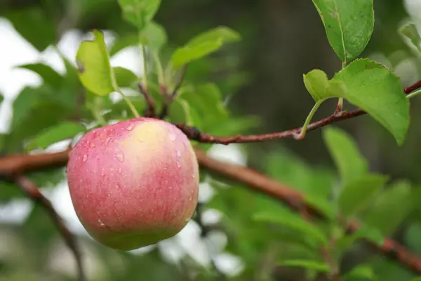 花园里树枝上的苹果 — 图库照片