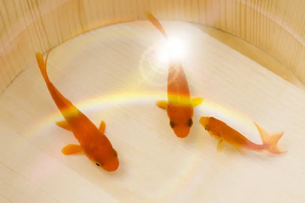 Três Peixes Ouro Água Fundo Close — Fotografia de Stock