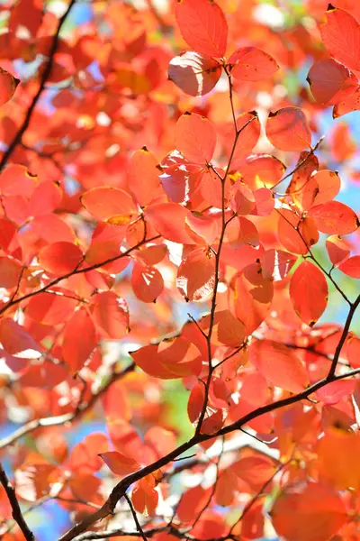 Parkta Renkli Sonbahar Yaprakları Doğal Arka Plan Sonbahar Mevsimi — Stok fotoğraf