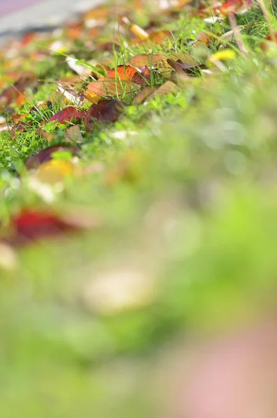 Крупным Планом Вид Цветных Осенних Листьев Траве Парке — стоковое фото