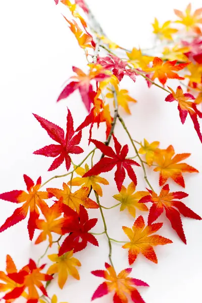 Κλείσιμο Κλαδιών Πολύχρωμα Φθινοπωρινά Φύλλα — Φωτογραφία Αρχείου